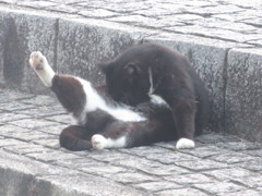 いろいろなポーズの猫ちゃん②