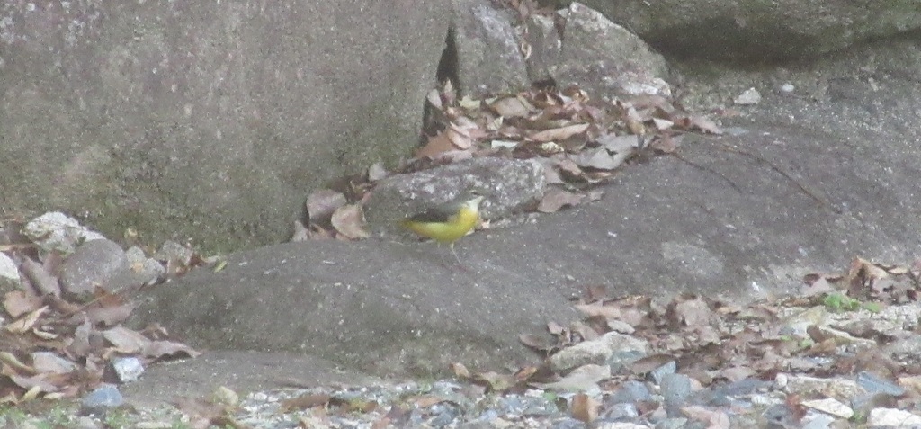 石の上にたたずむキセキレイ