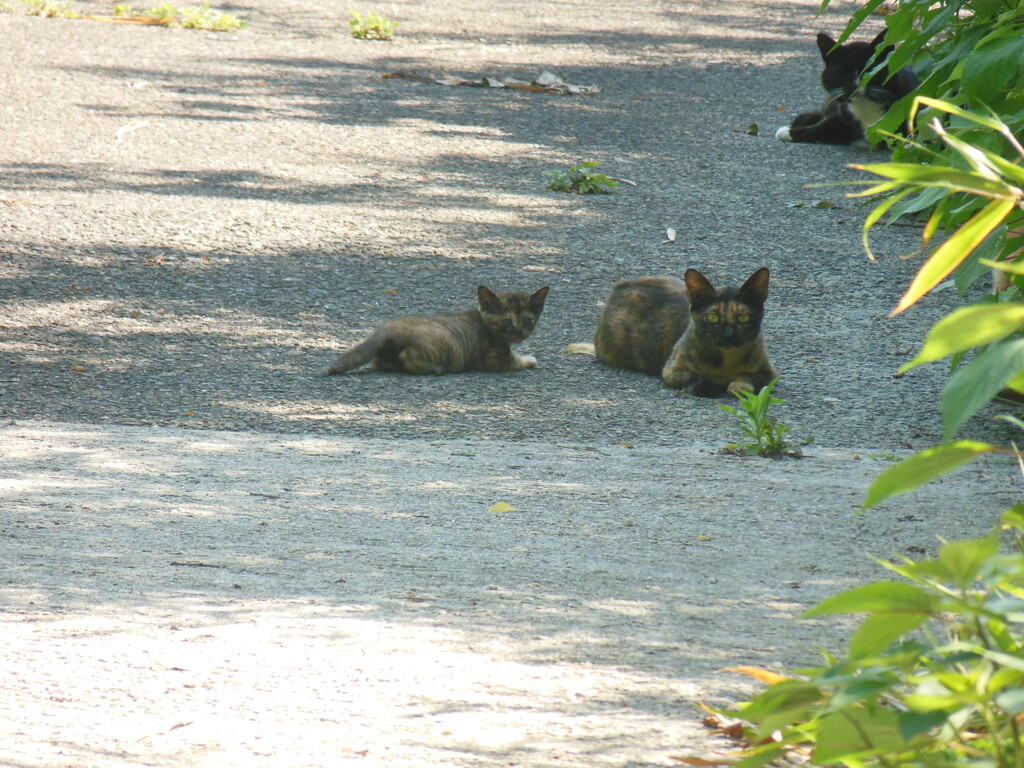 親子の猫たち　③