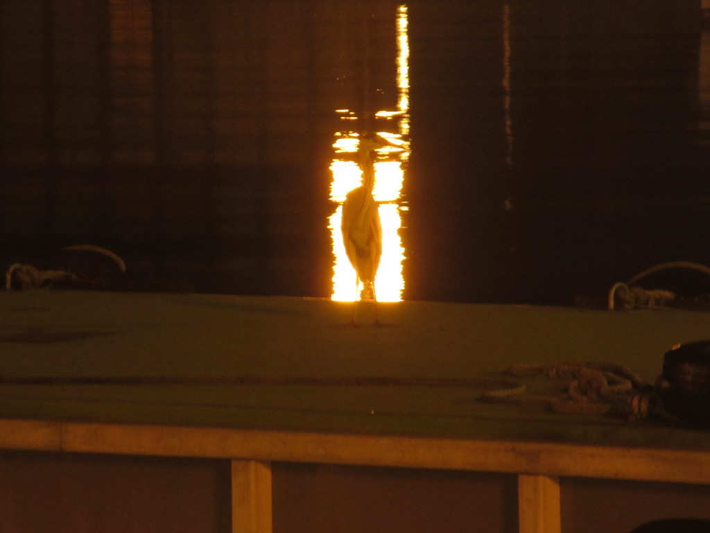 夜の港にたたずむサギ①