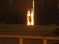 夜の港にたたずむサギ①