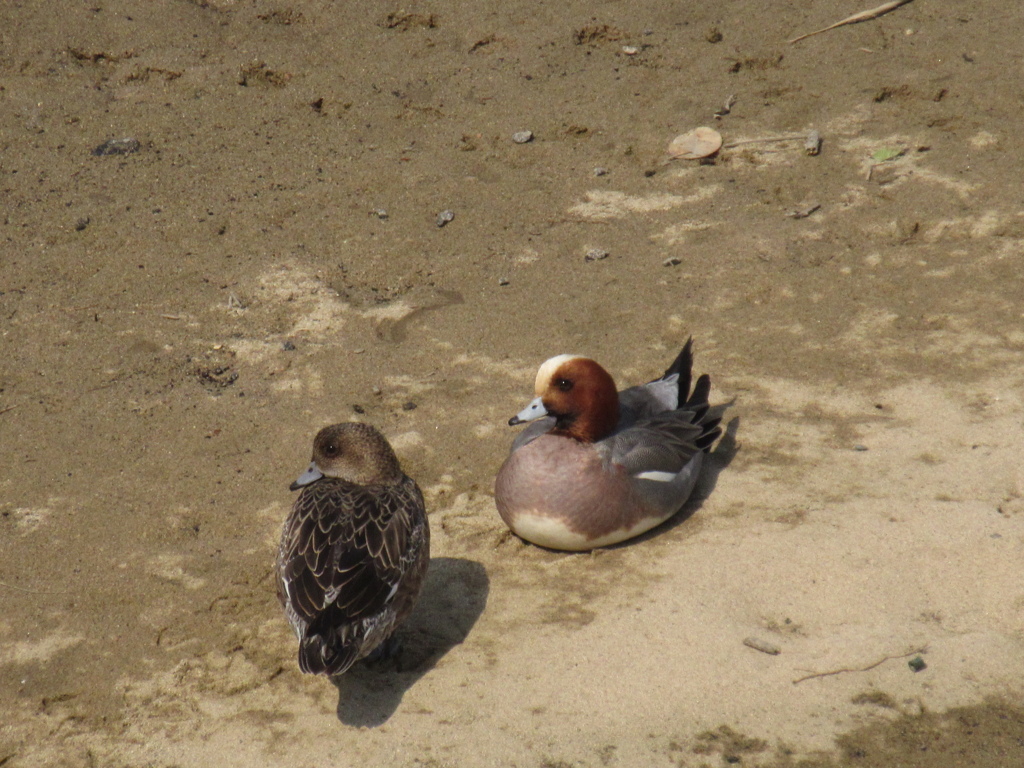 川辺でくつろぐカモたち③