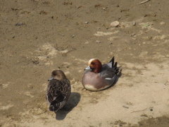 川辺でくつろぐカモたち③