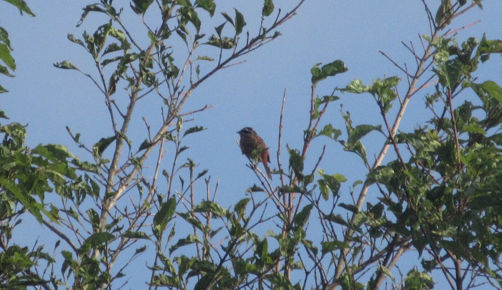 枝の上のホオジロ