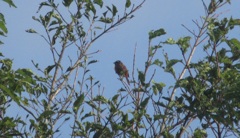 枝の上のホオジロ