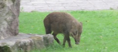 天拝山歴史公園のイノシシ②