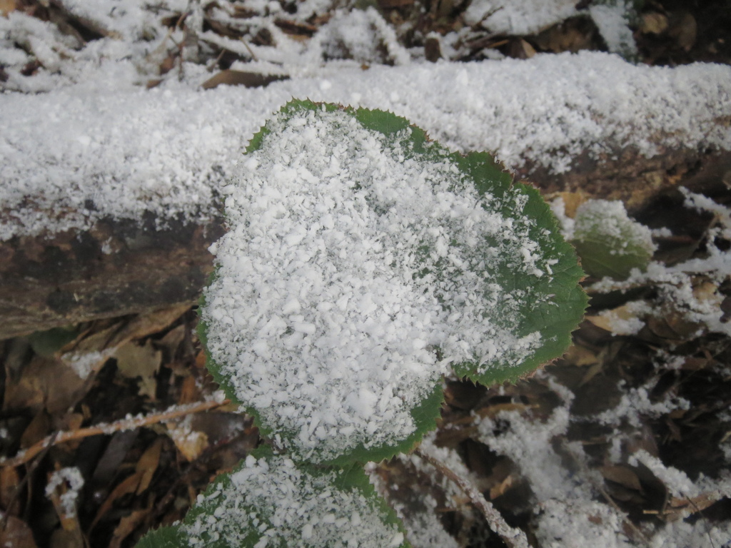 雪景色　3