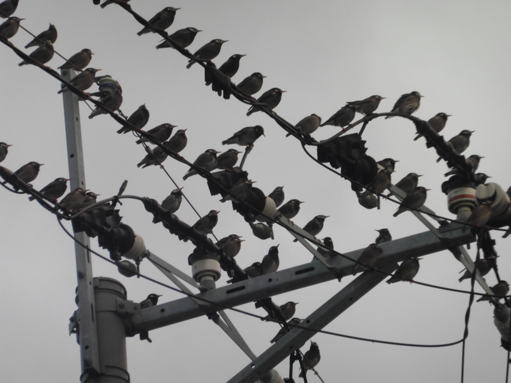 電線の上に群がるムクドリ①