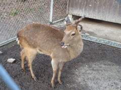 太宰府の鹿①
