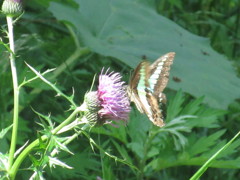 花にとまるアオスジアゲハ