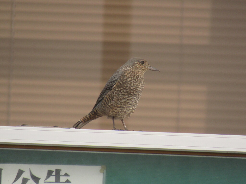 珍しい鳥