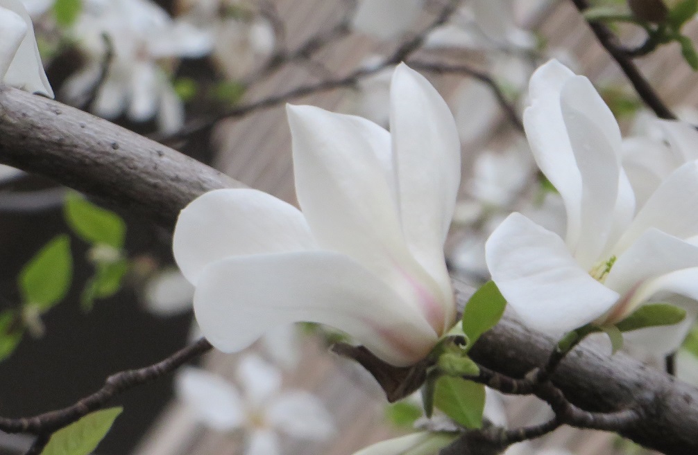 木蓮の花