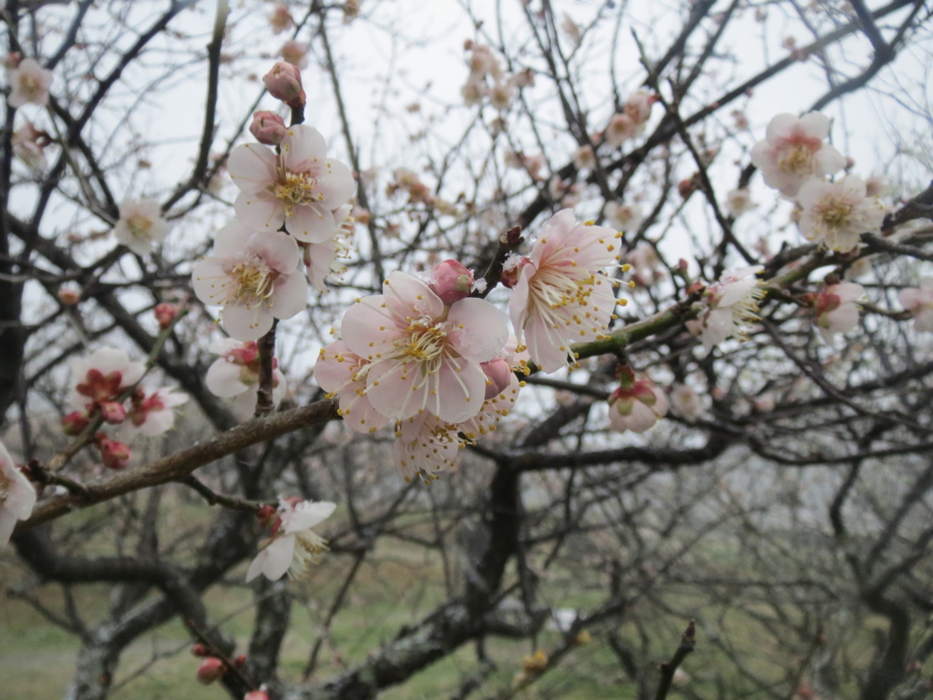 梅の開花　①