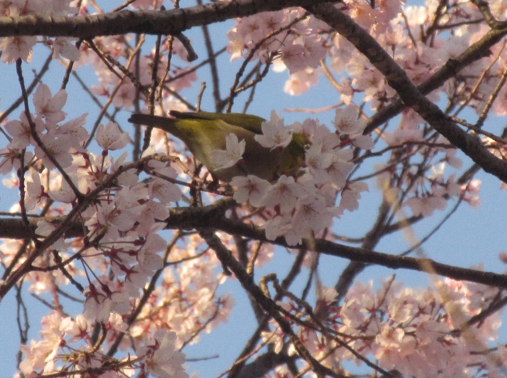 桜＆メジロ④