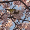 桜＆メジロ④