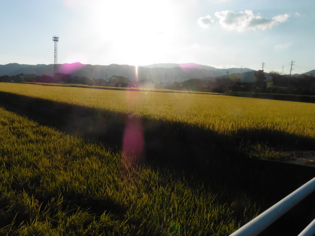 夕日と稲穂