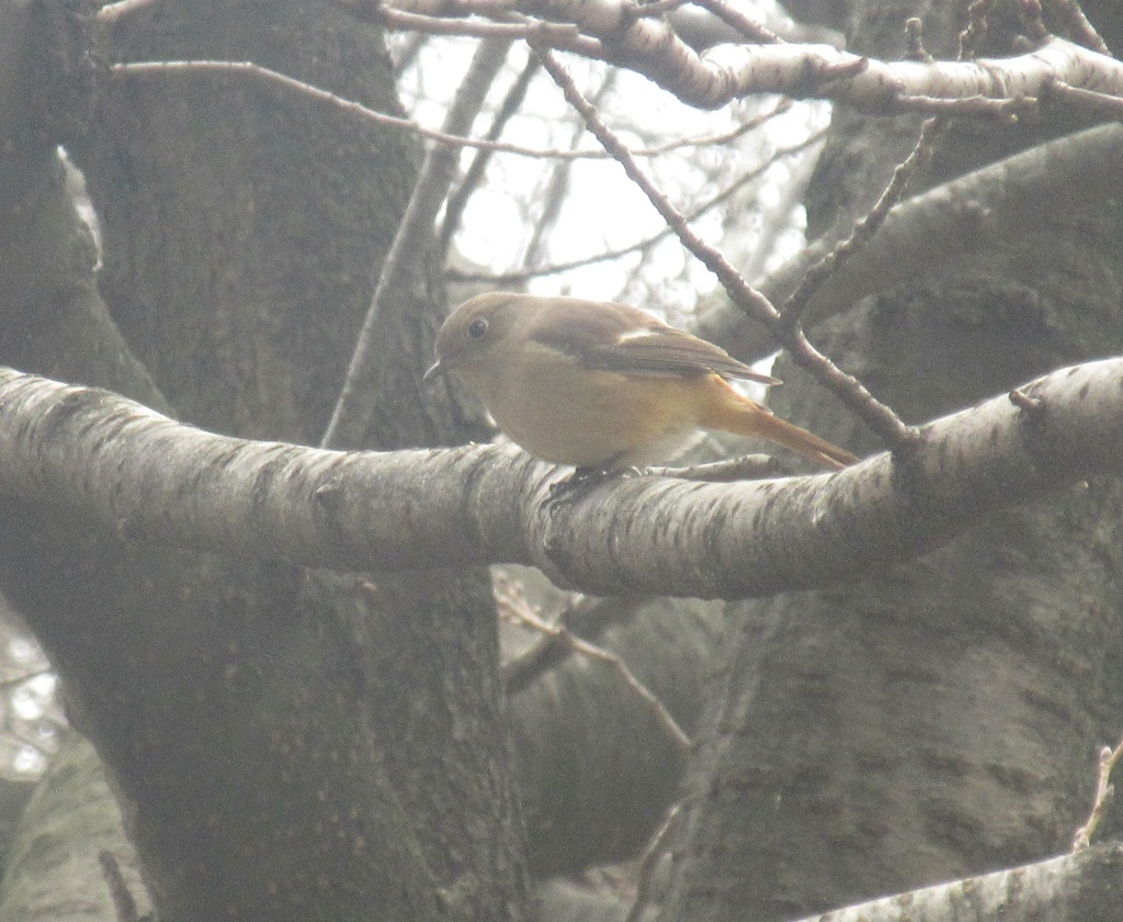 公園でとらえたジョウビタキ②