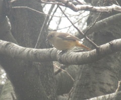 公園でとらえたジョウビタキ②
