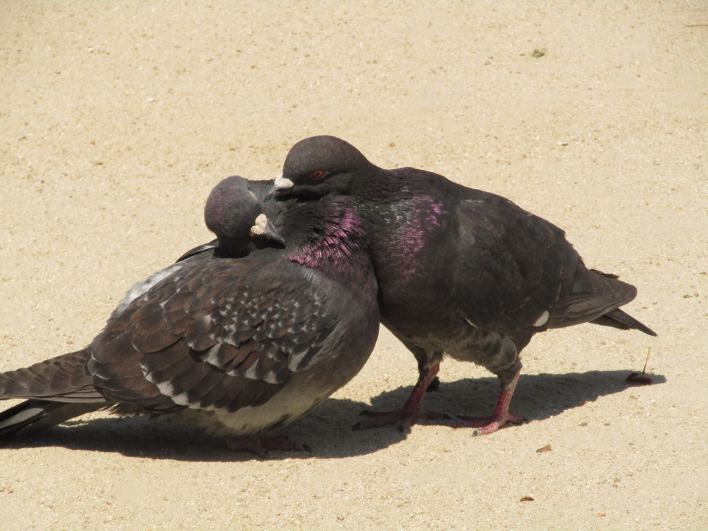 じゃれ合う鳩　③