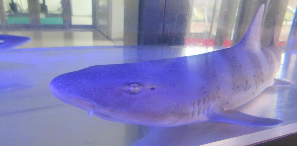 博多シティでの天空の水族館②
