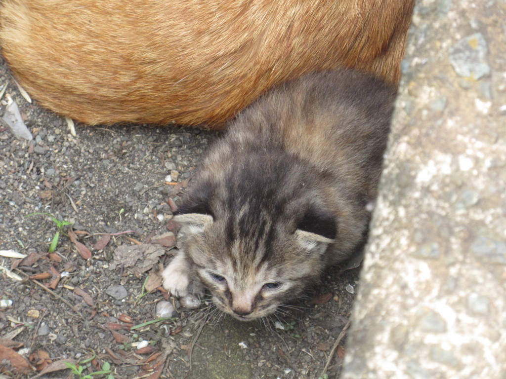 親猫と子猫⑤