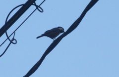 電線の上のヤマガラ　②