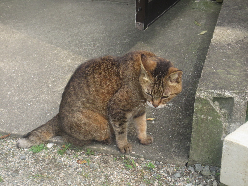 一匹でおとなしい猫ちゃん