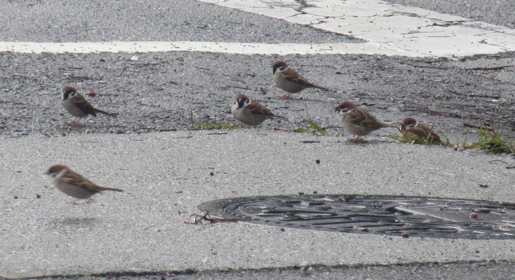 スズメの餌探し③