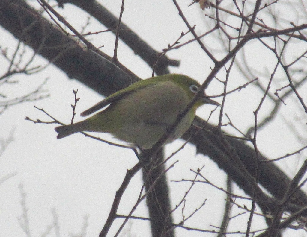 枝の上のメジロ③