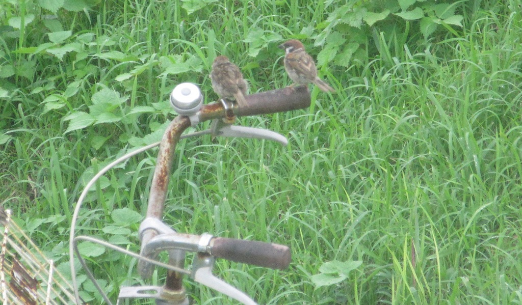 グリップの上のスズメ