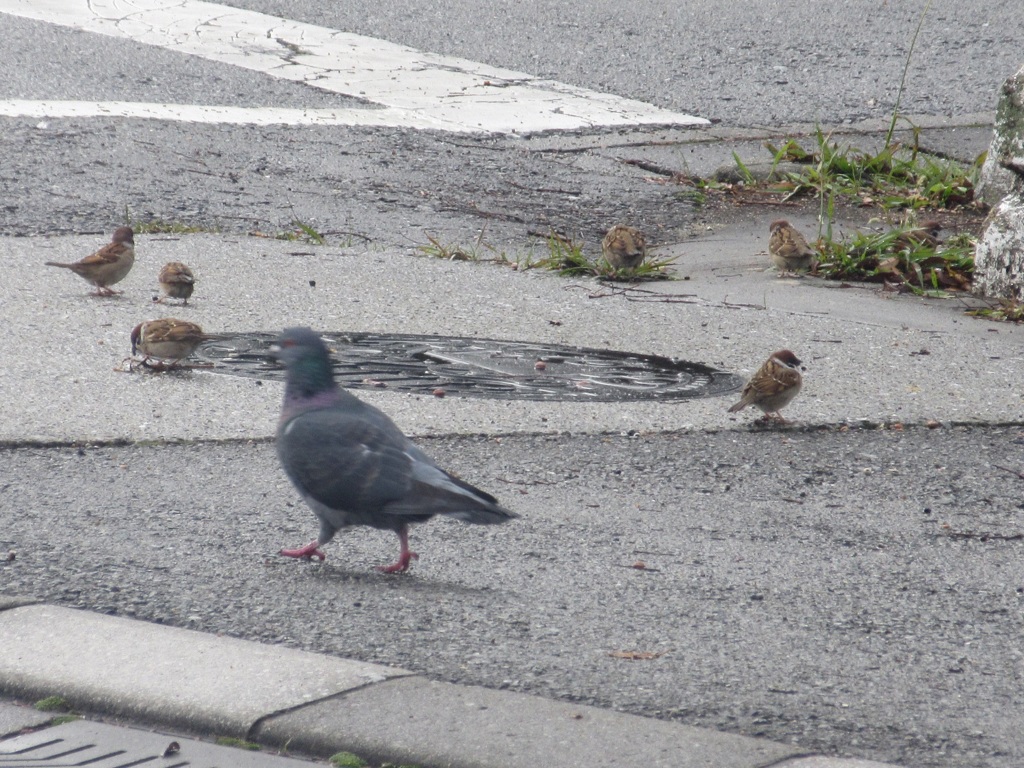 スズメの餌探し②