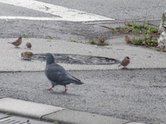 スズメの餌探し②