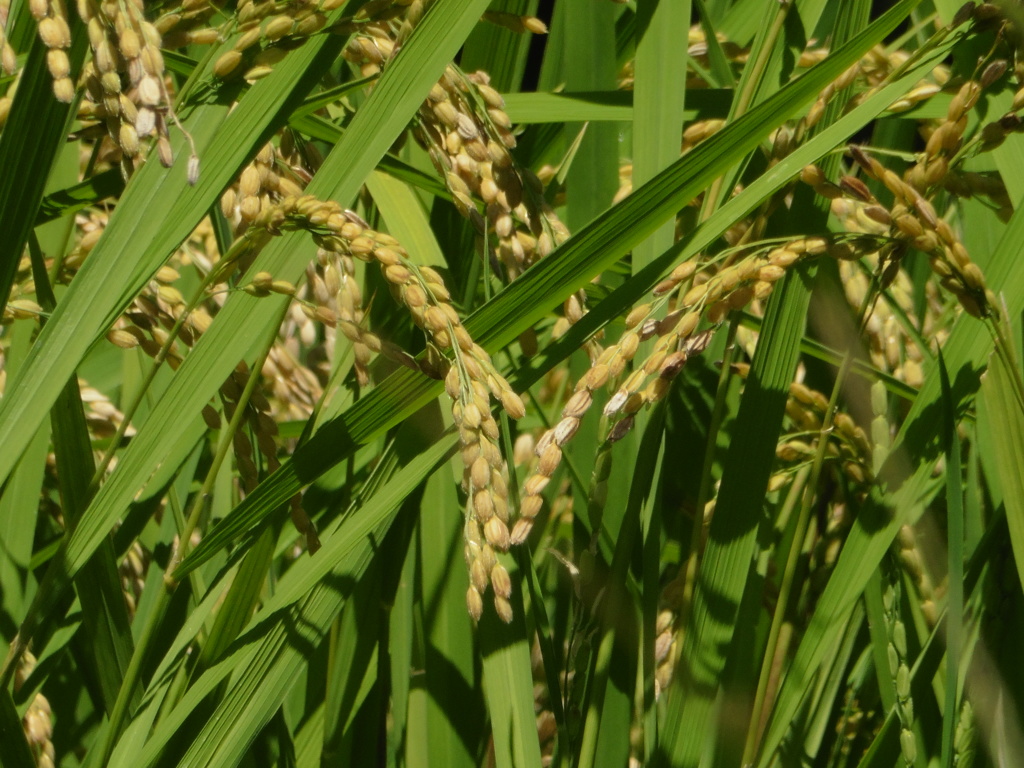 しっかり実をつけた稲穂②