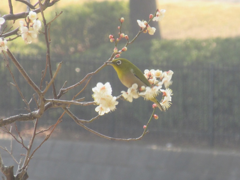 公園のメジロ①