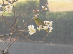 公園のメジロ①