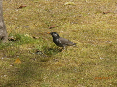 餌を探しているムクドリ