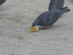 餌くわえる鳩①