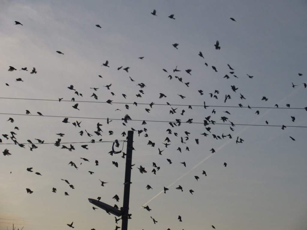 スズメの超大群②