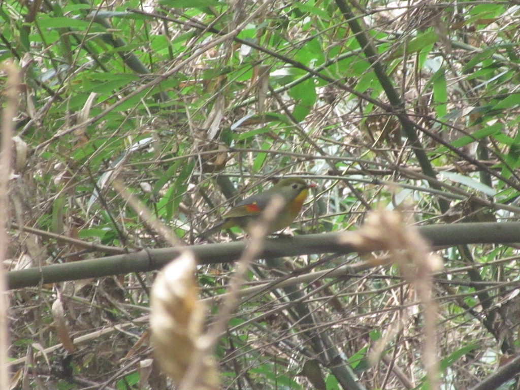 ソウシチョウ　②