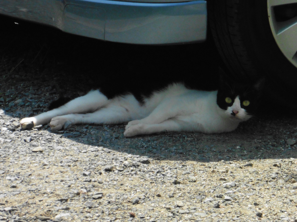 日陰でくつろいでいる猫ちゃん