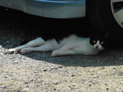 日陰でくつろいでいる猫ちゃん