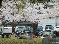 お花見と桜