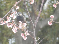 ヒヨドリと桜　①