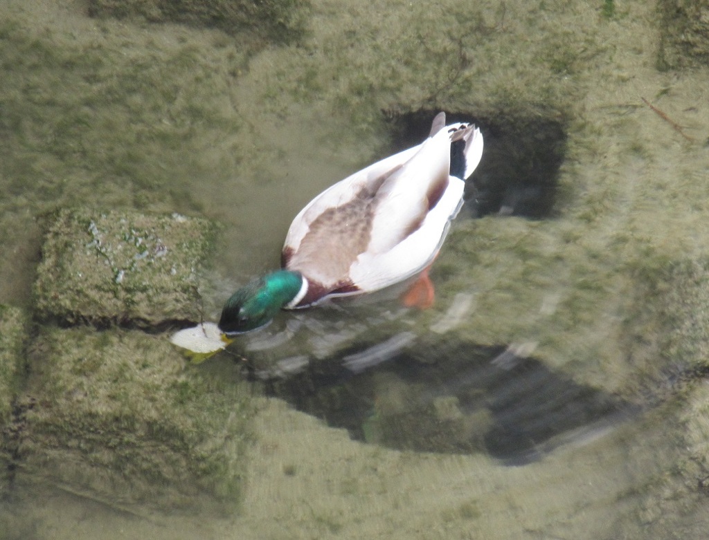 水面に顔を突っ込むカモ