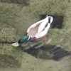 水面に顔を突っ込むカモ