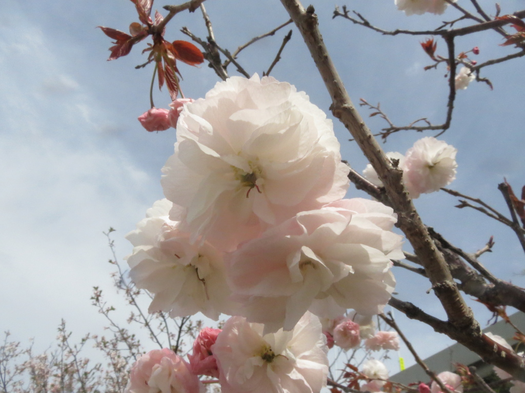 福岡の桜　③