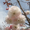 福岡の桜　③