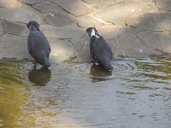 仲良く水を飲むハト