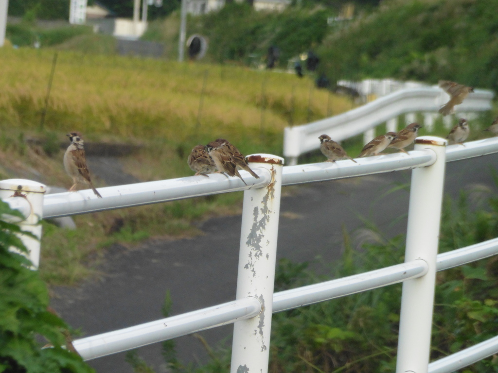 稲穂を狙うスズメたち②