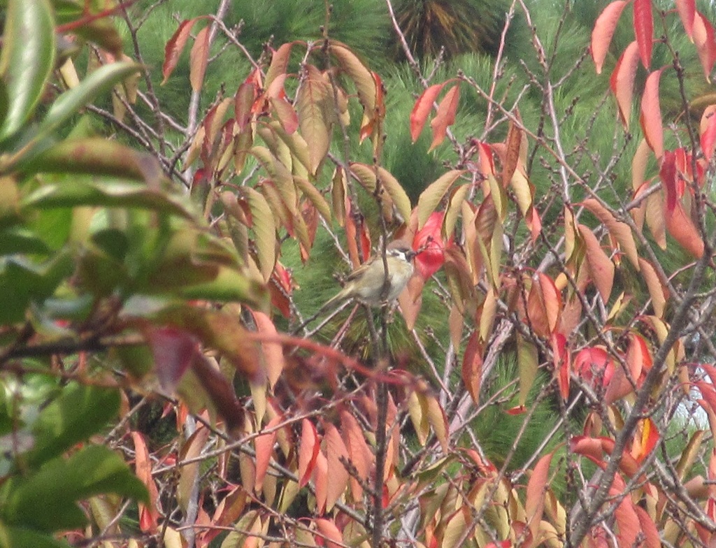 枝の上のスズメ　①